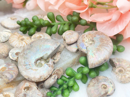 small-ammonite-fossils-with-rainbows