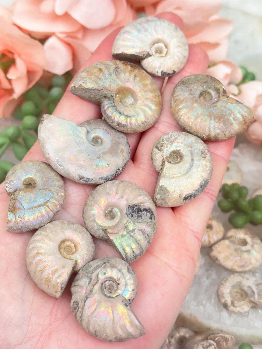 small-ammonite-fossils