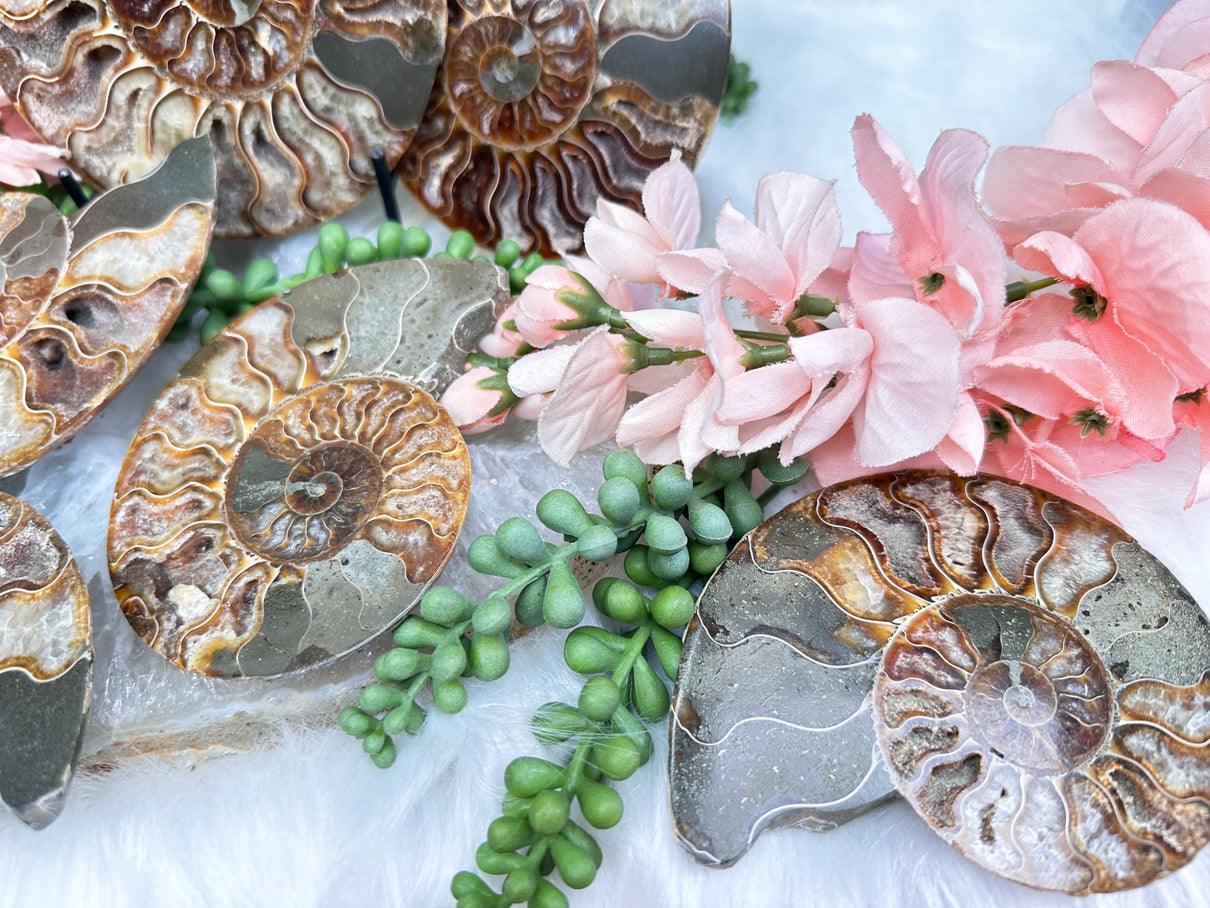 Sliced Ammonite Sets