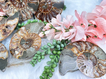 Sliced Ammonite Sets
