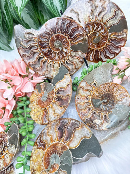 Sliced Ammonite Sets