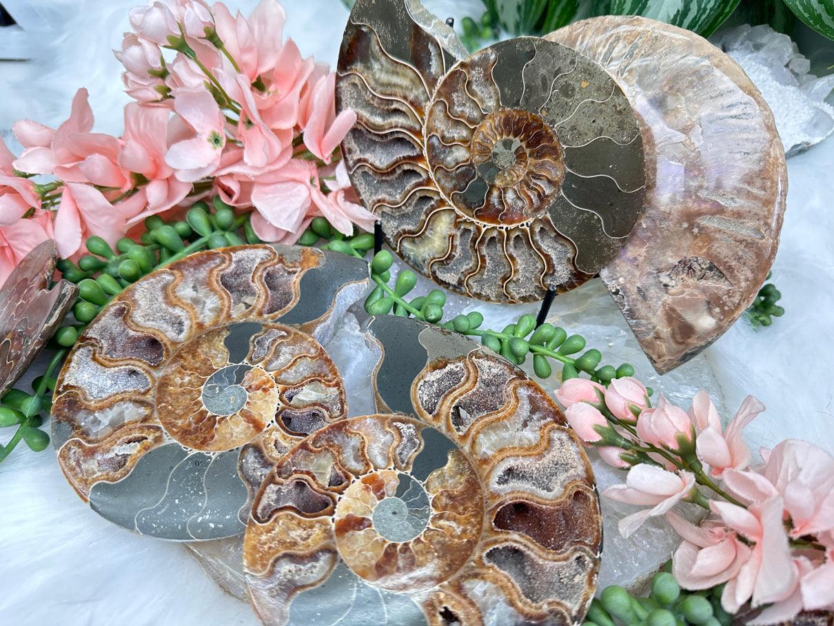 ammonite-sliced-pairs
