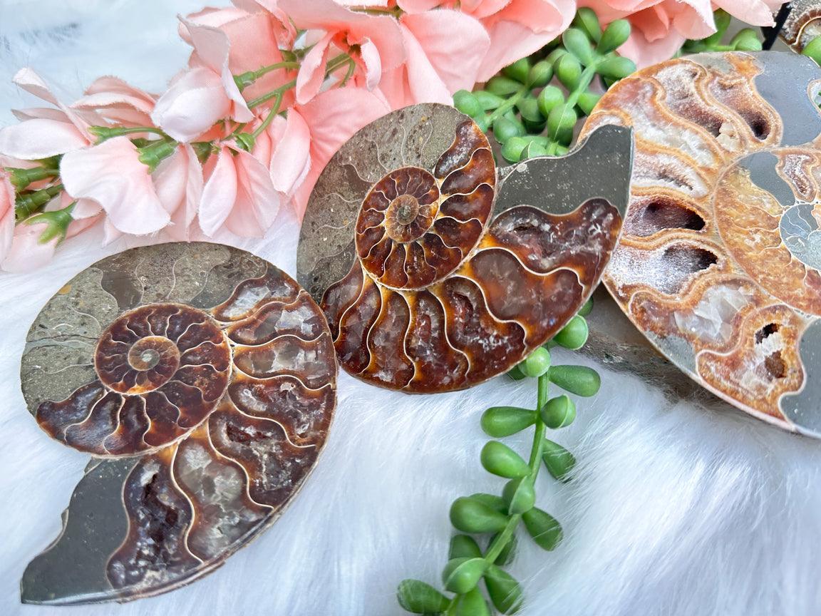 sliced-ammonite-fossils