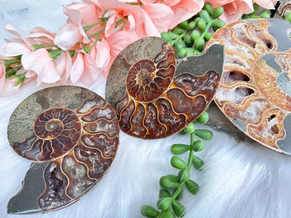 sliced-ammonite-fossils