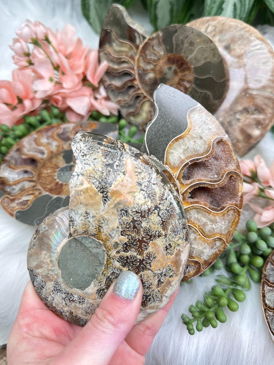 sliced-ammonite-fossils