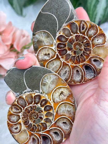Sliced Ammonite Sets
