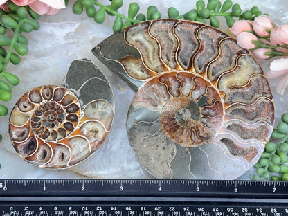 Sliced Ammonite Sets