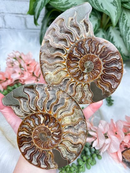 Sliced Ammonite Sets