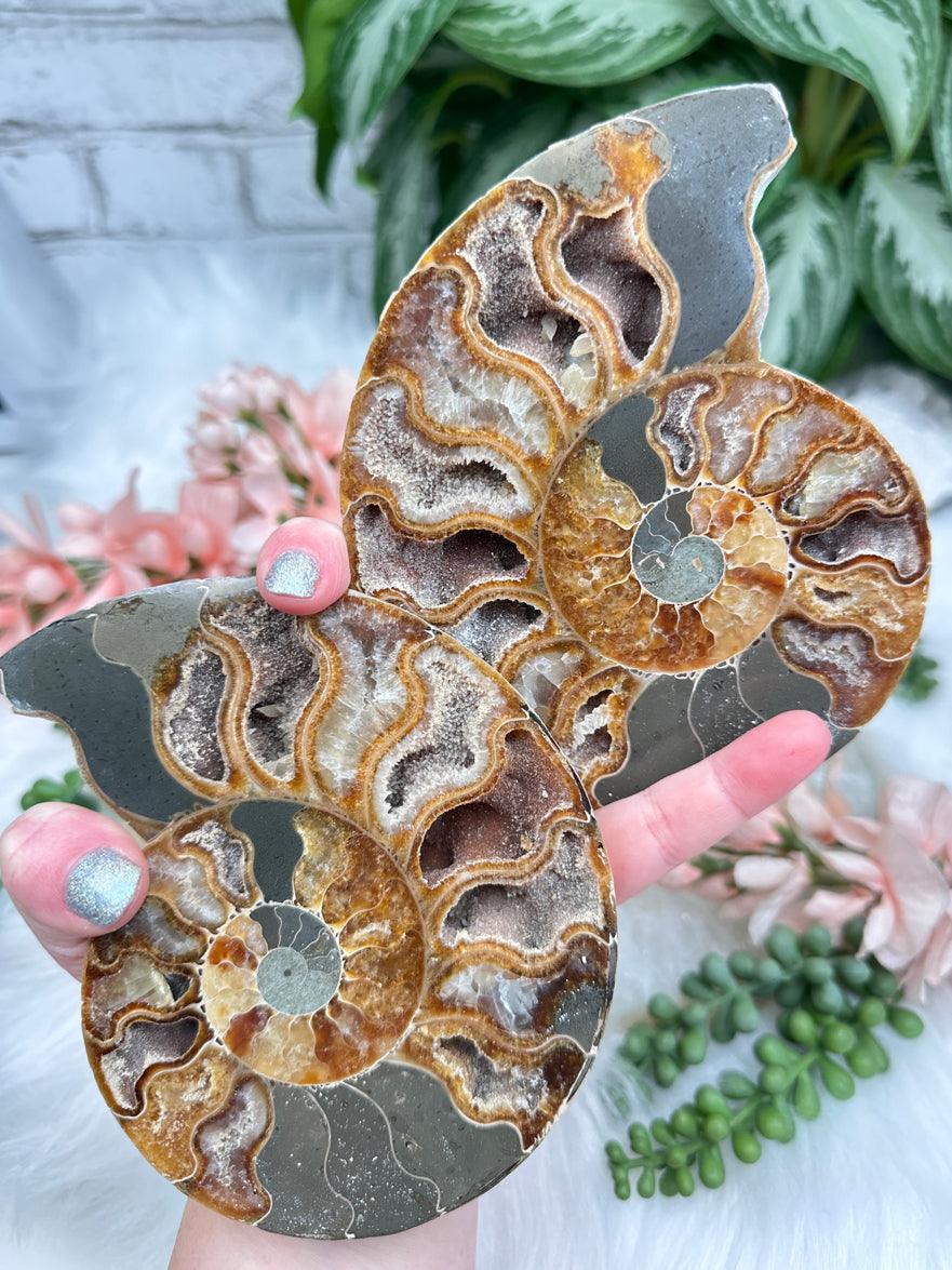 sliced-ammonite-fossils