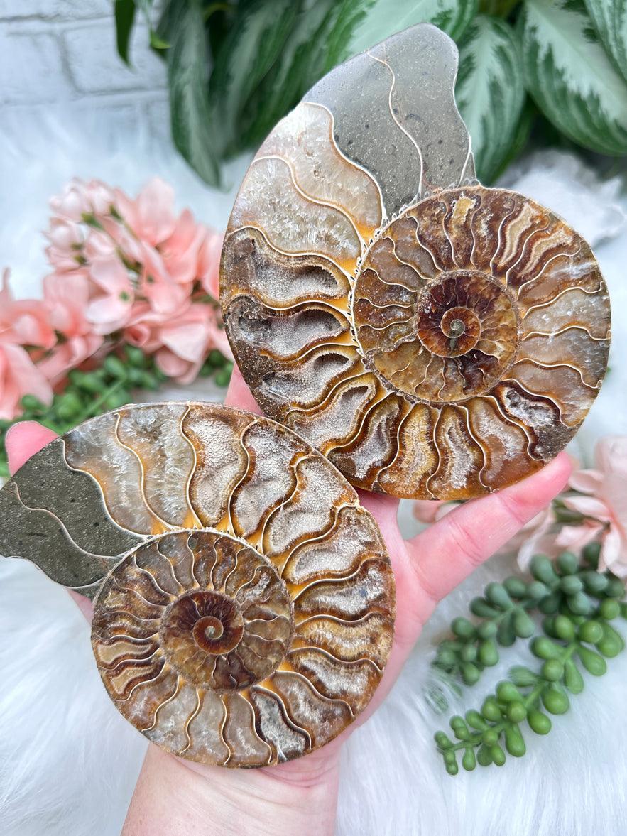 Sliced Ammonite Sets