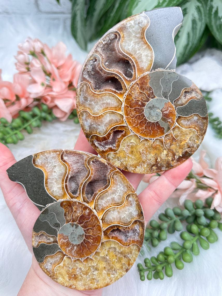 sliced-ammonite-fossils