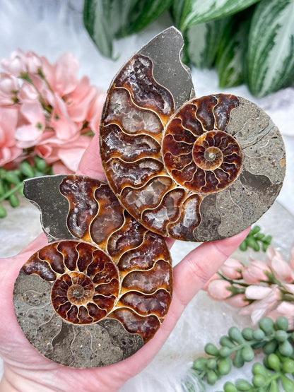 Sliced Ammonite Sets