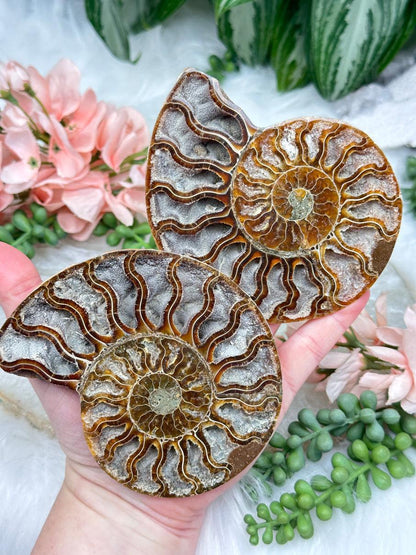 Sliced Ammonite Sets