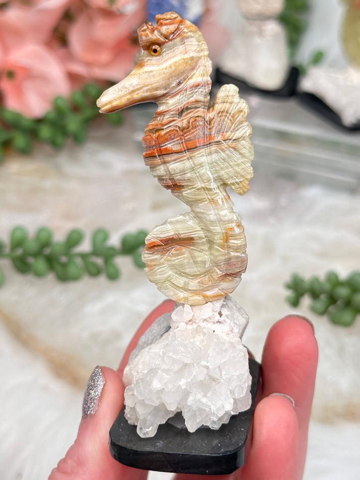 aragonite-seahorse