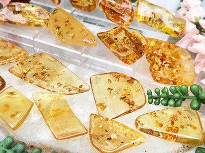 Colombian Amber with Insects