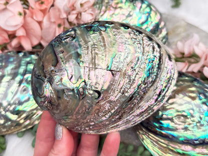 Polished Abalone Shell