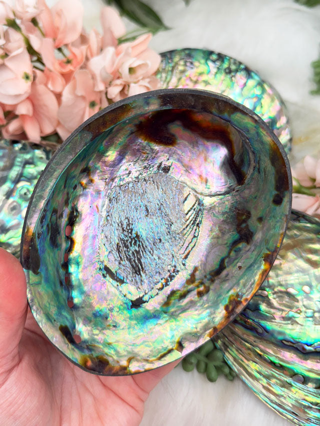 Polished Abalone Shell