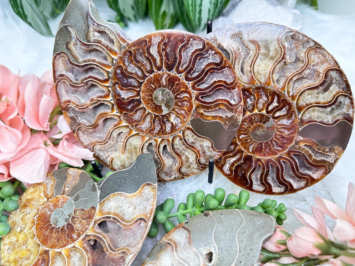 ammonite-sliced-pairs-for-sale