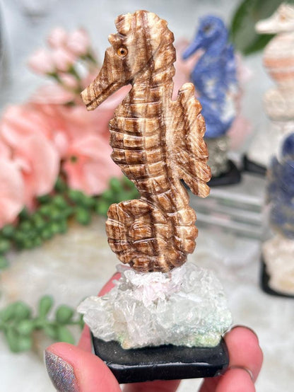 aragonite-seahorse