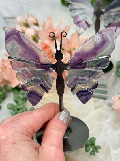 banded-fluorite-butterfly