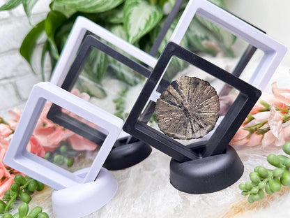 crystal-stretch-display-stand