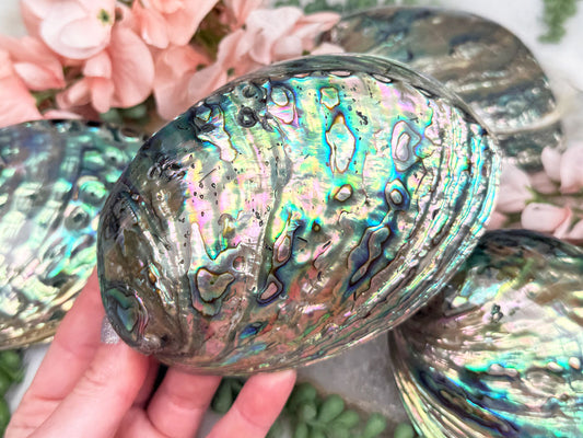 polished-abalone-shell