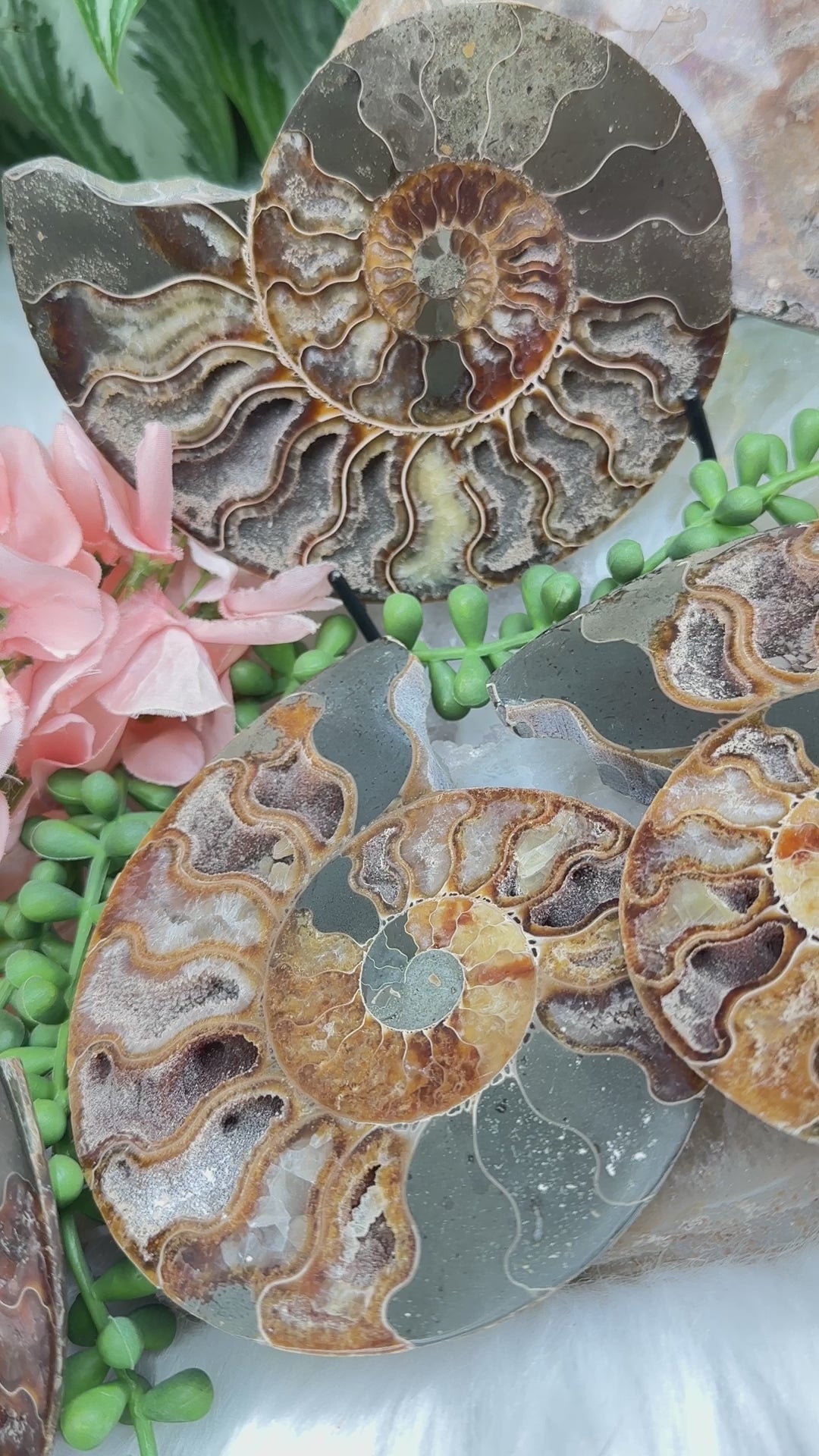 sliced-madagascar-ammonites