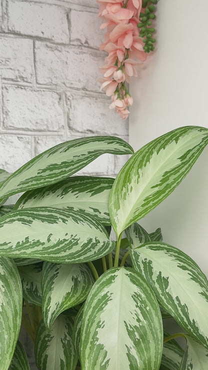 Gray Lithium Quartz Points