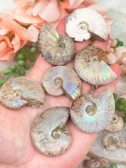 rainbow-ammonite-fossils-from-madagascar