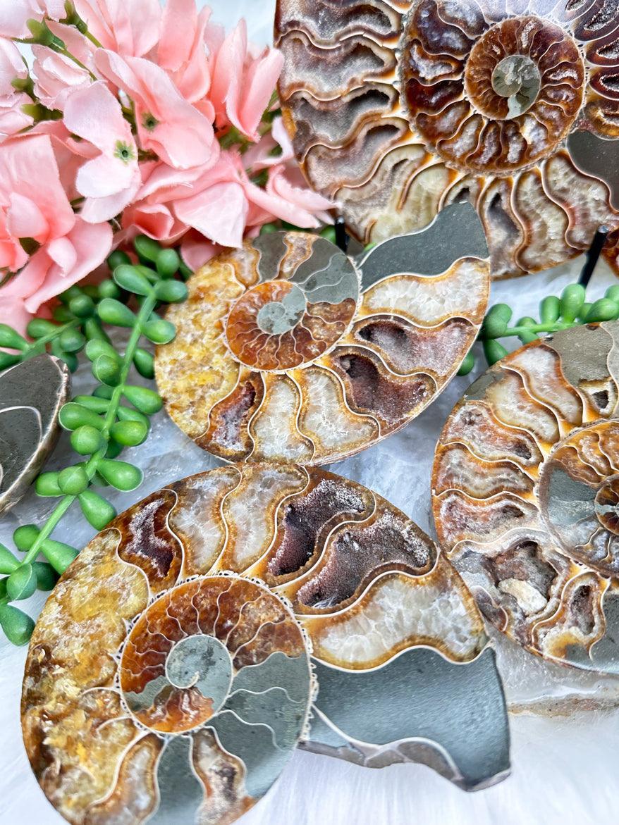 sliced-ammonite-fossils