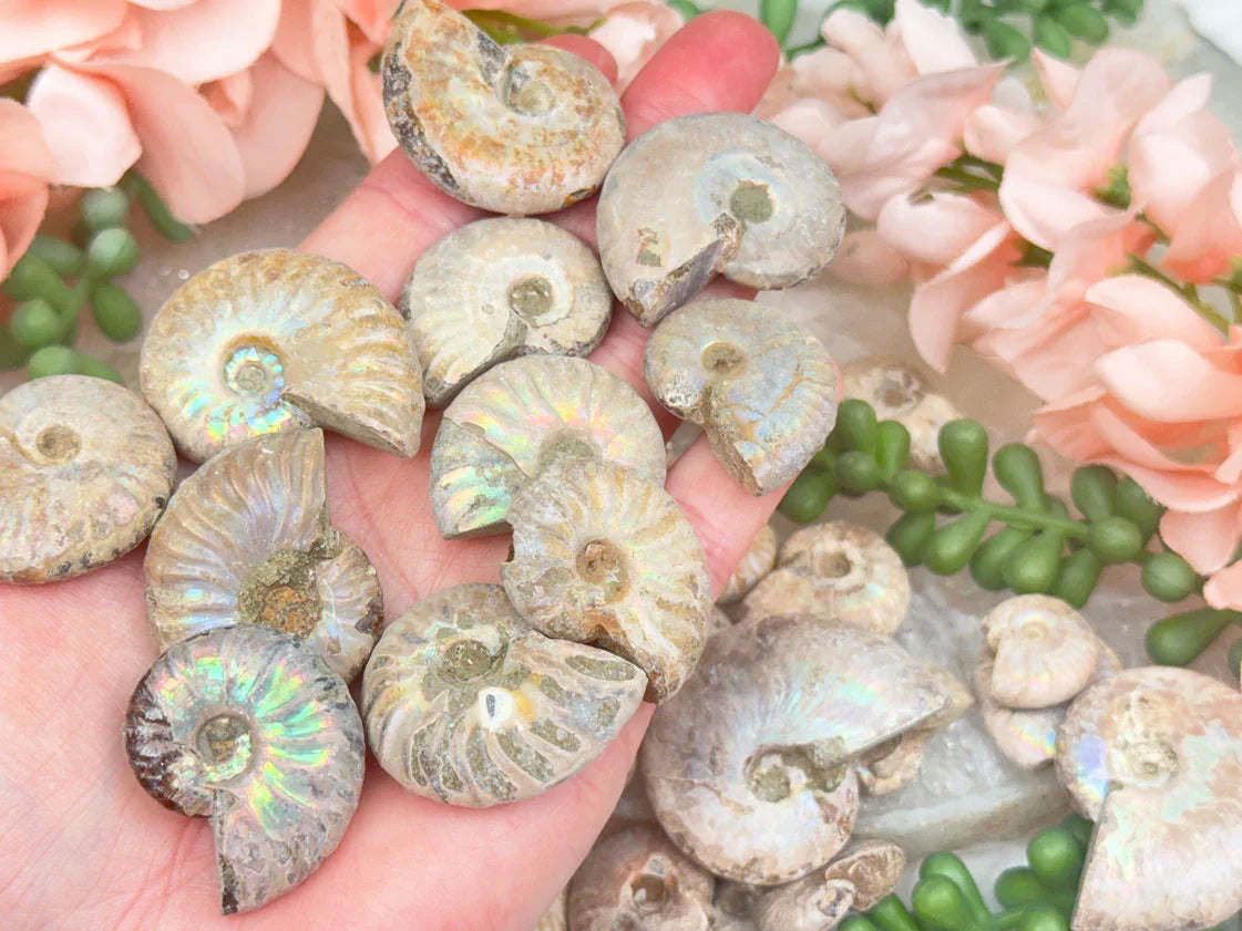 small-ammonite-fossils-with-rainbows