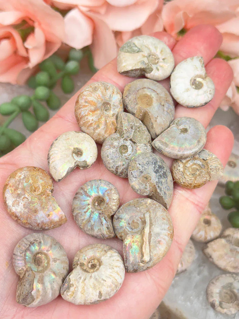 small-ammonite-fossils