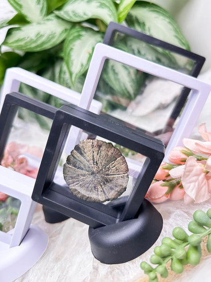 stretch-plastic-crystal-display-case