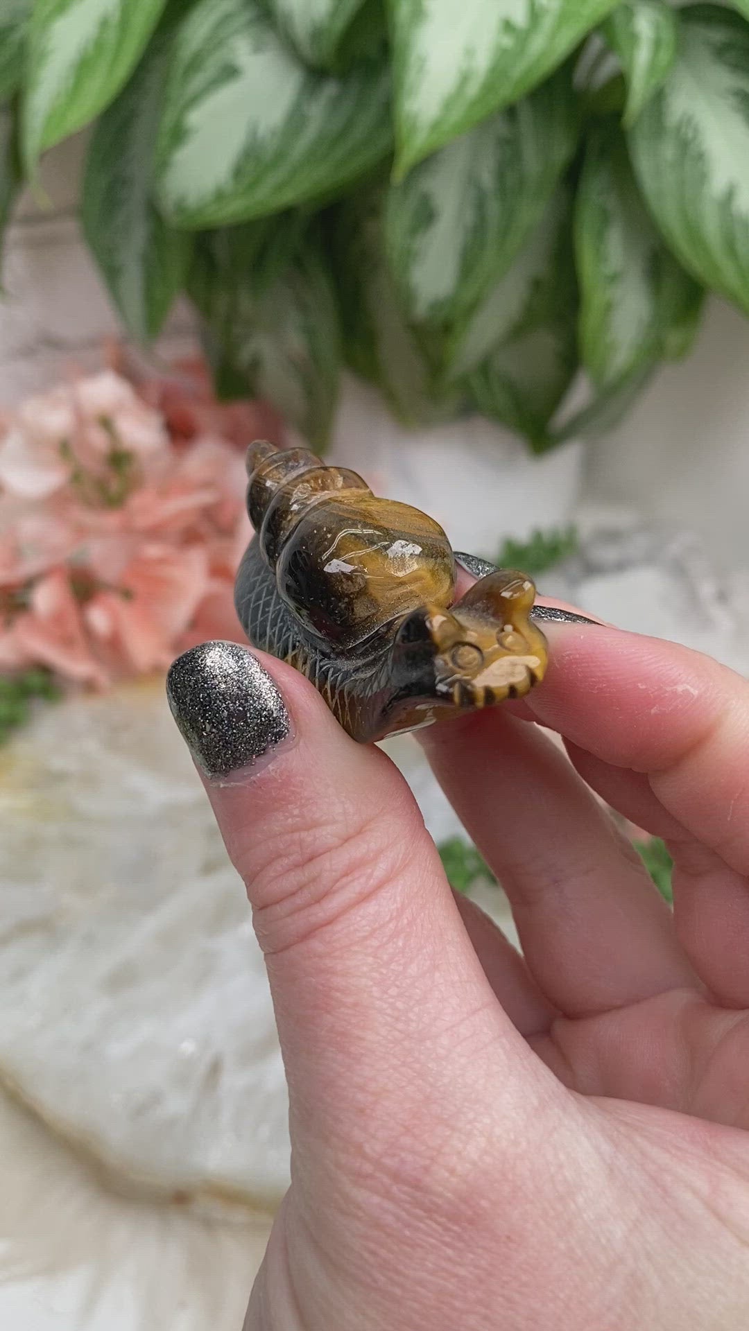 Yellow-Tiger-Eye-Snails-Crystal-Video