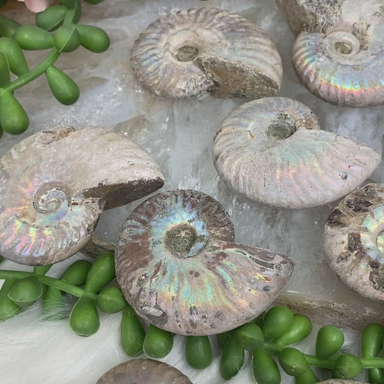 ammonites-with-rainbow