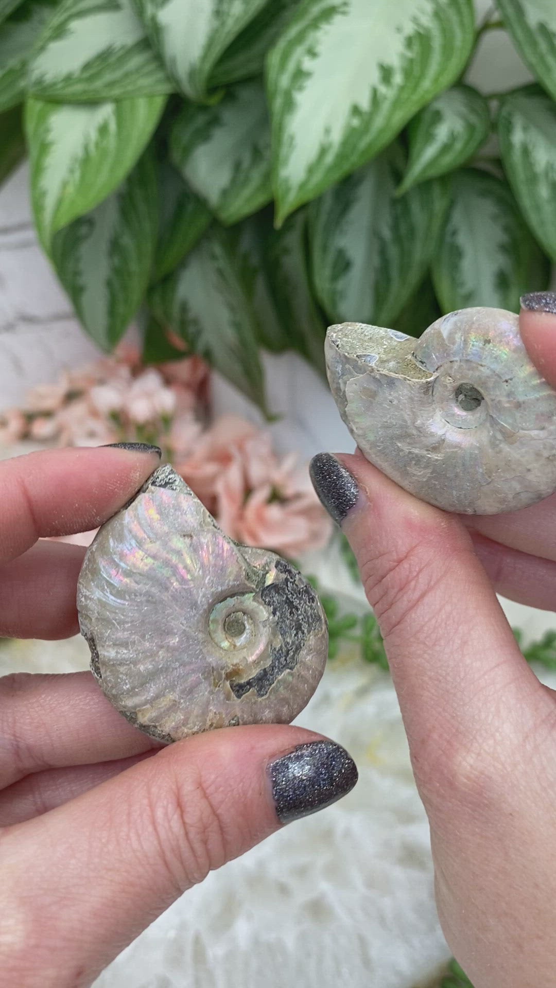 Small-Rainbow-Ammonite-Fossil-video