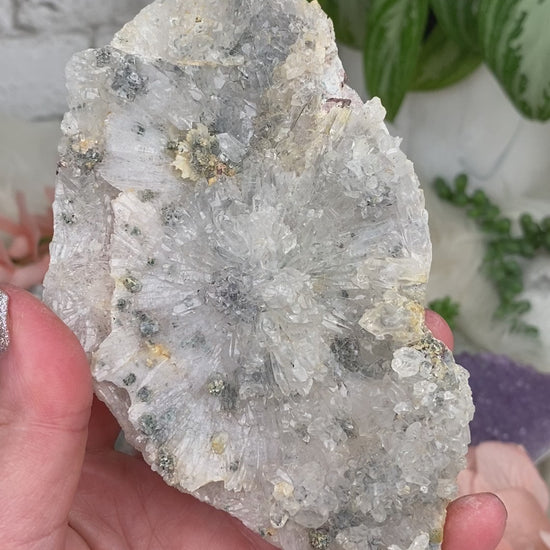 amethyst-flowers-from-brazil