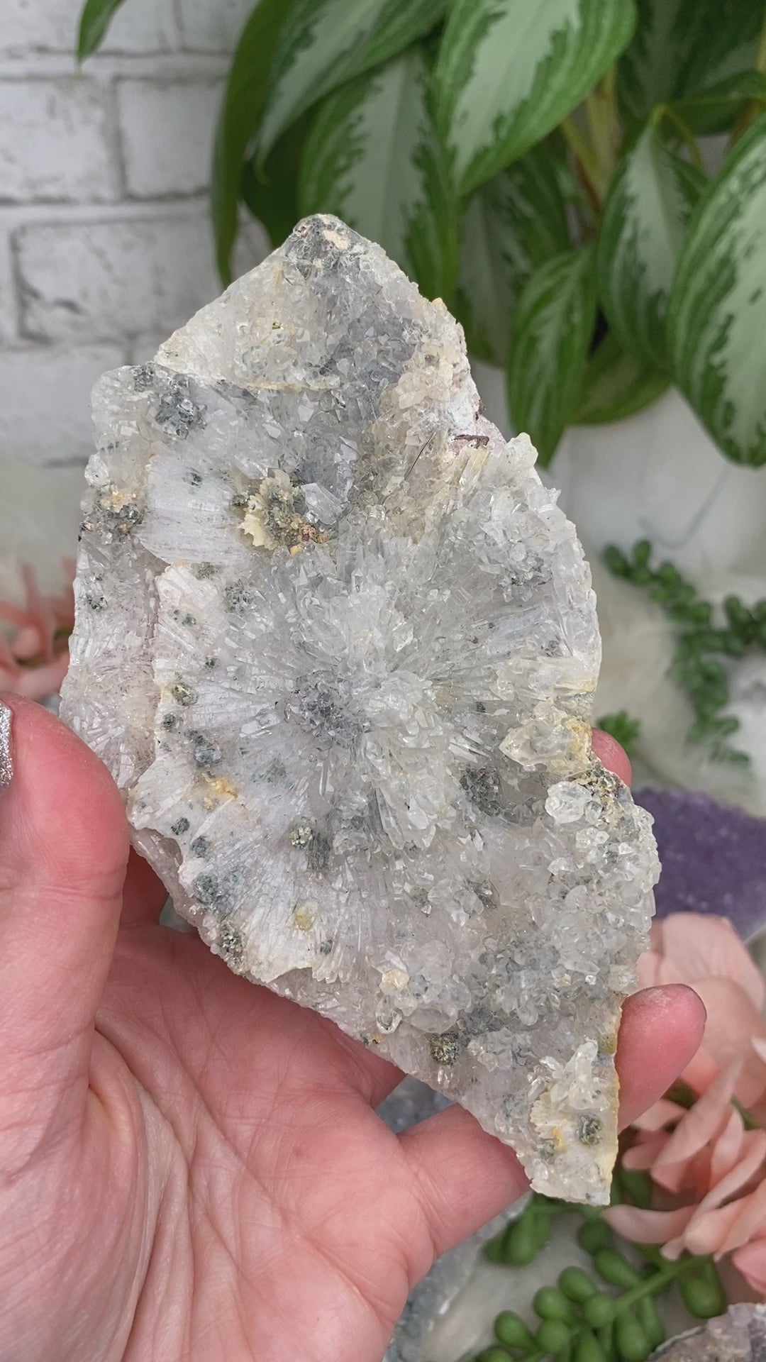 amethyst-flowers-from-brazil