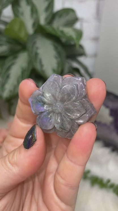 Labradorite flower video