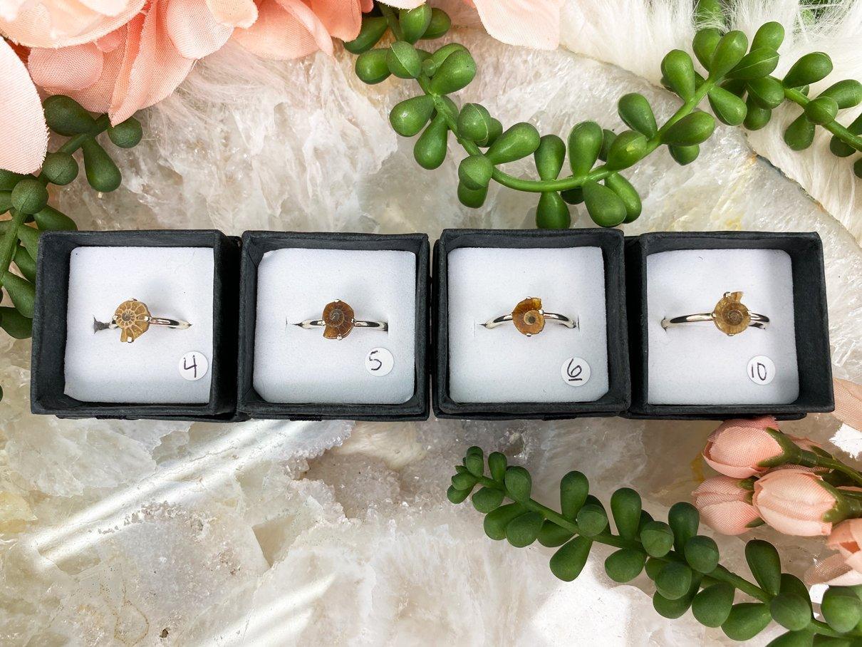 Ammonite-Fossil-Rings