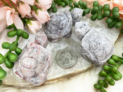 Crazy Lace Agate Turtle
