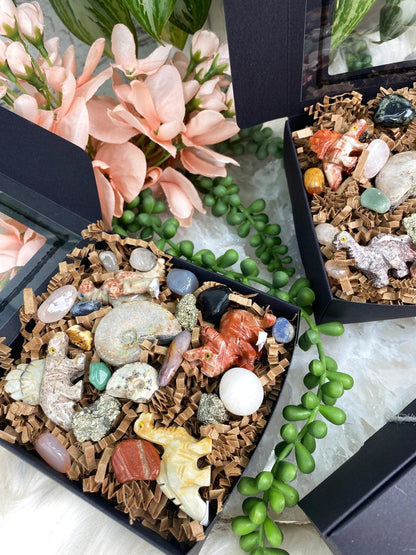 Dinosaur Crystal & Ammonite Gift Set