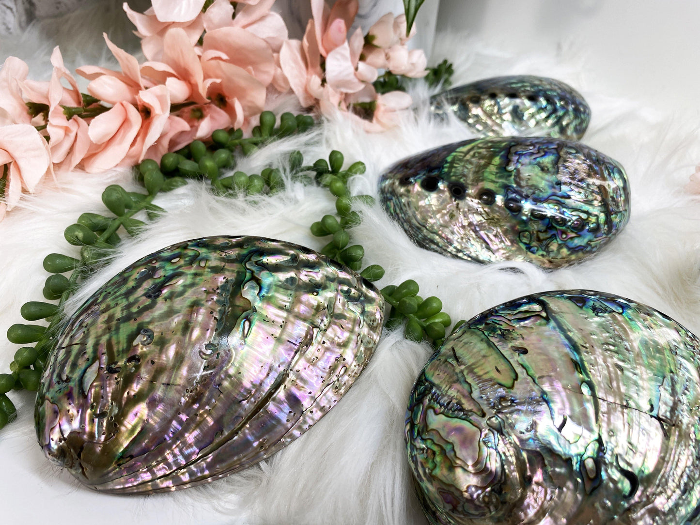 Beautiful polished Abalone Shells