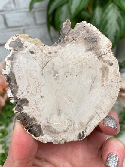 Petrified Wood Slices