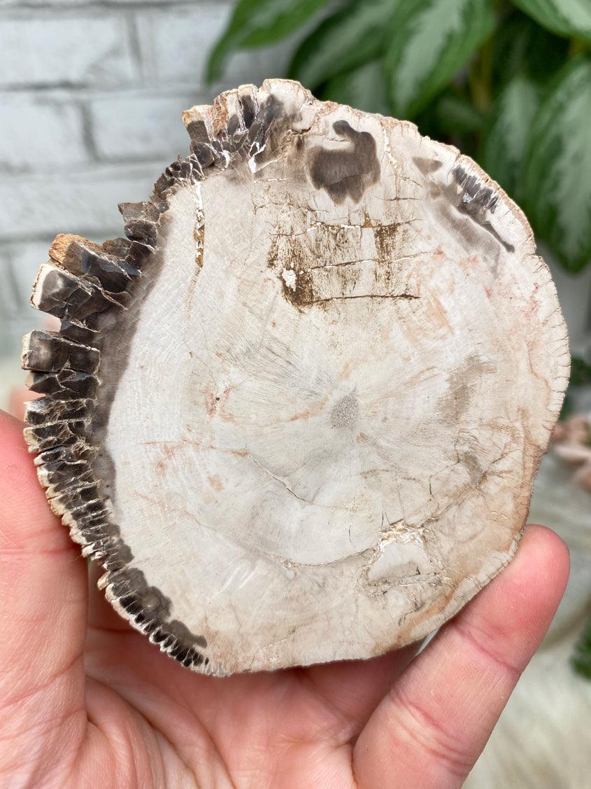 Petrified Wood Slices