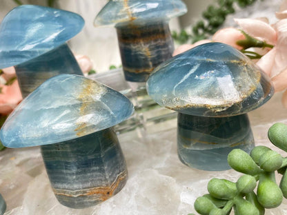 blue-onyx-mushrooms