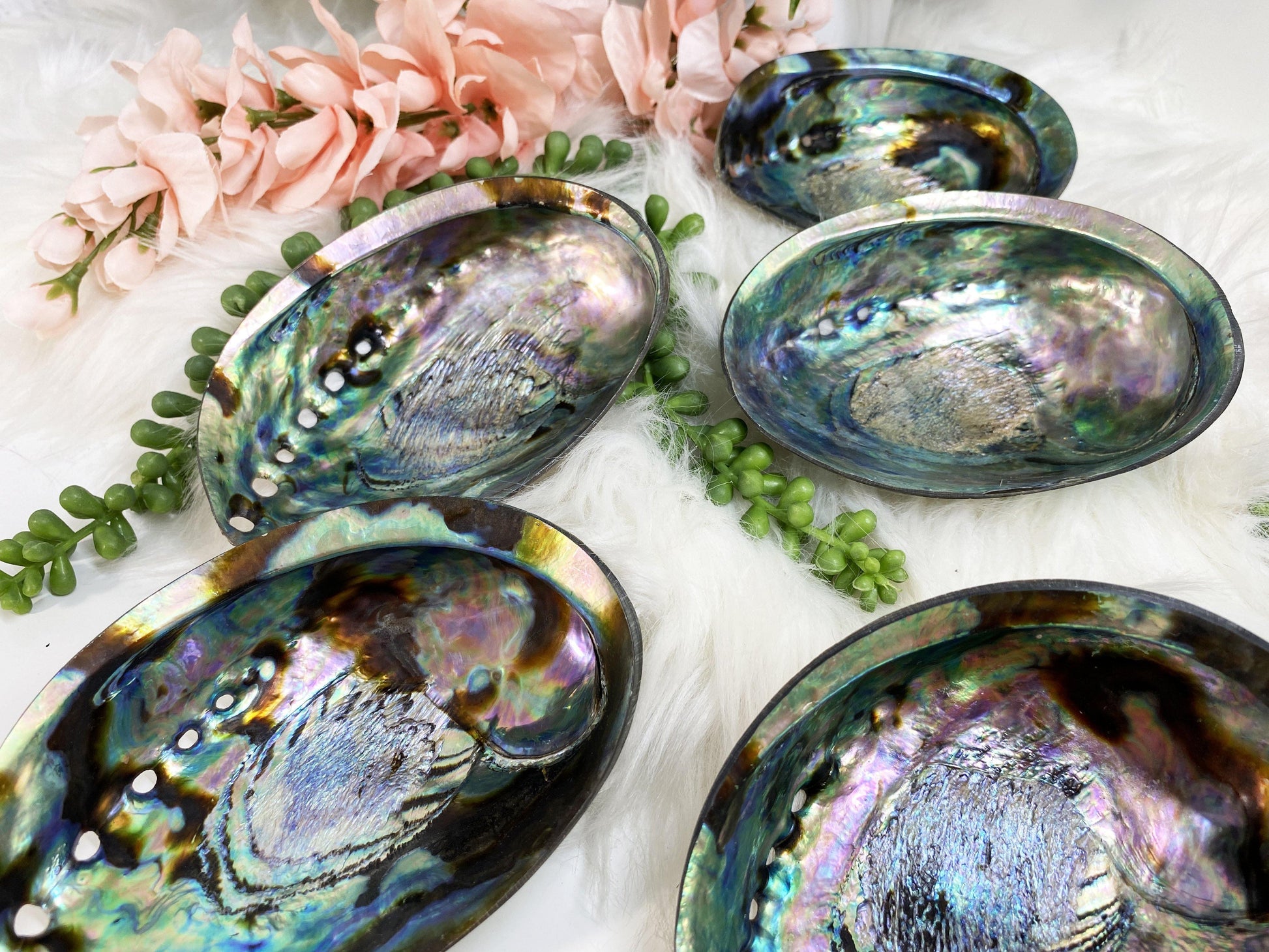 Beautiful polished Abalone Shells
