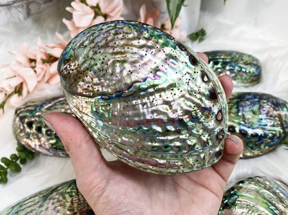 Beautiful polished Abalone Shells