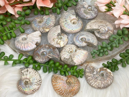 small-rainbow-ammonite-fossils