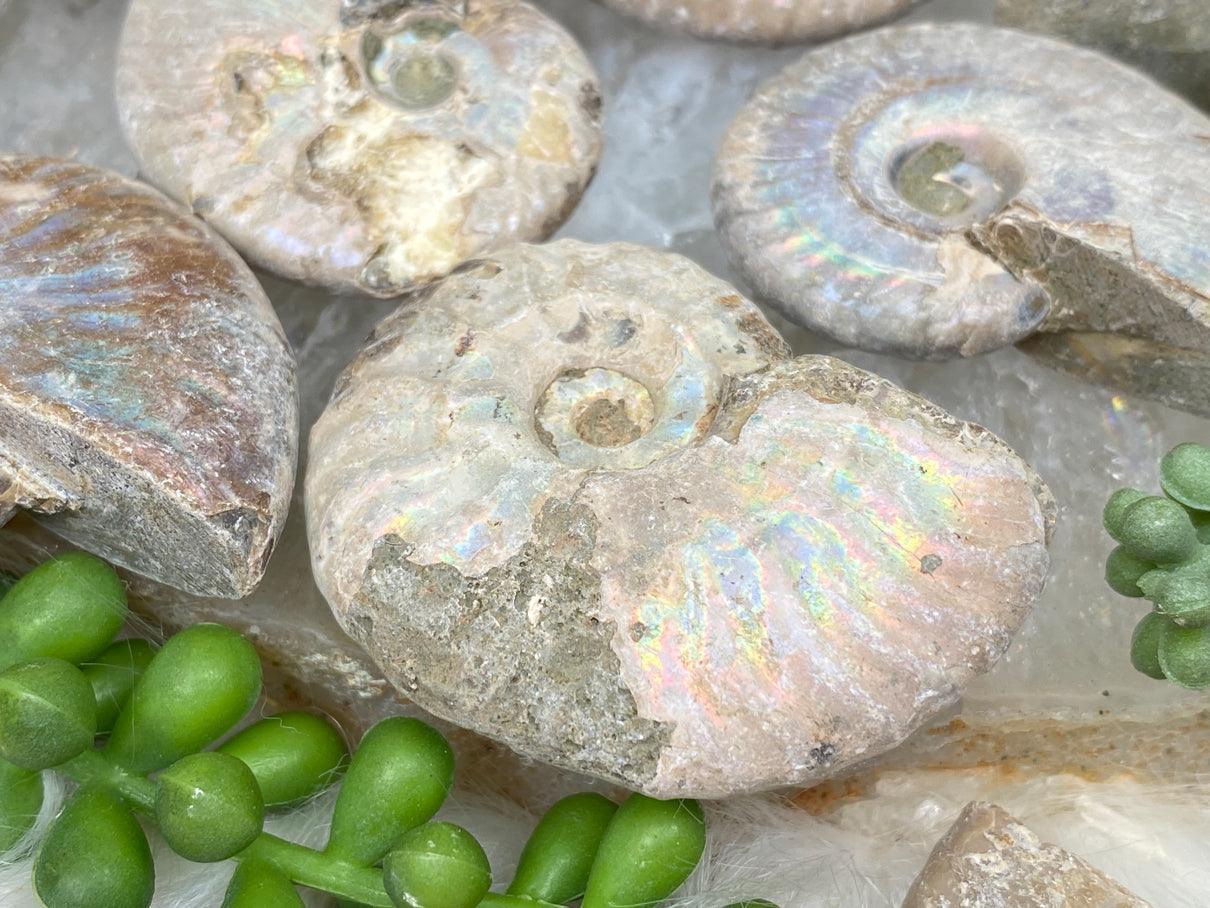 Rainbow Ammonite